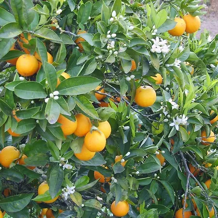 فندق مبيت وإفطار Quinta Da Vida Serena Alfeizerão