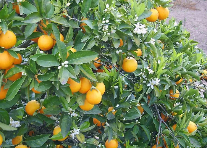 Alojamento de Acomodação e Pequeno-almoço Quinta Da Vida Serena Alfeizerão